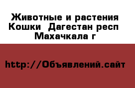 Животные и растения Кошки. Дагестан респ.,Махачкала г.